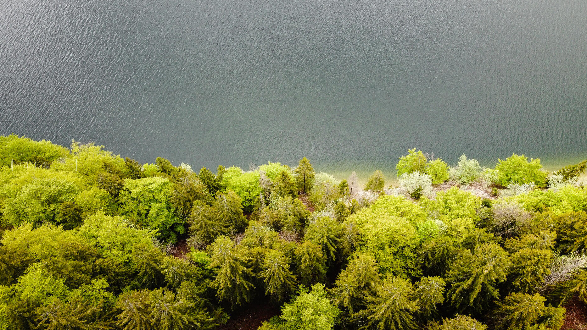 Tree's watching the lake | © Rise & See