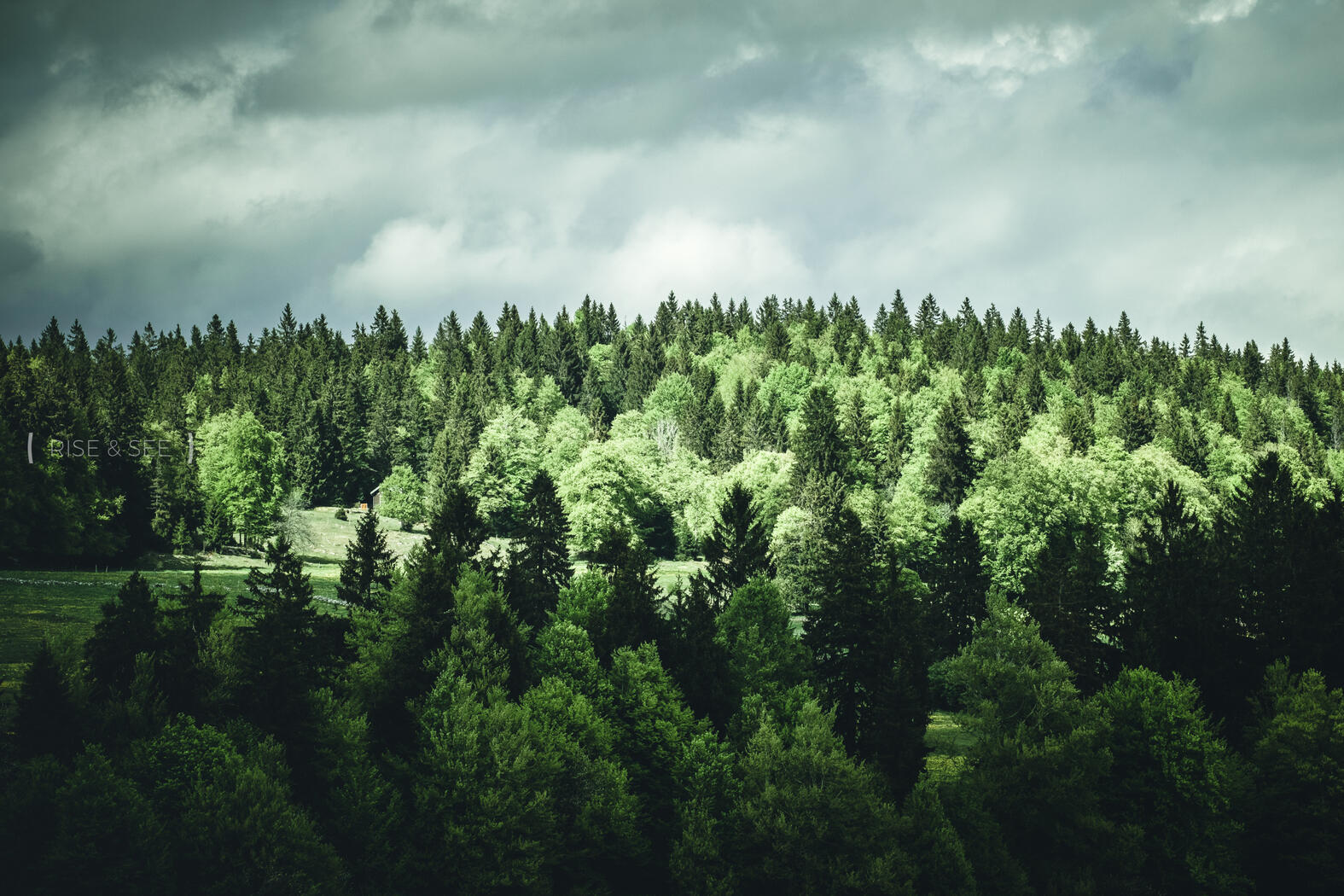 Sunny Trees | © Rise & See